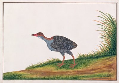 Slaty-breasted Rail, from Drawings of Birds from Malacca by Chinese School